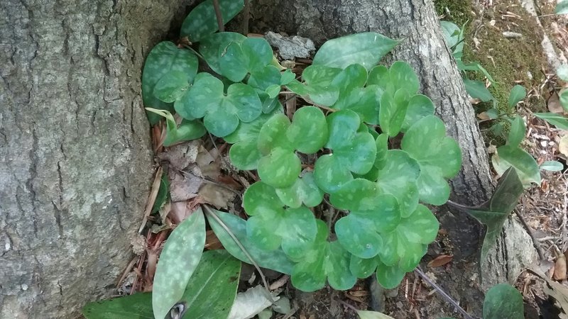 Hepaticas on the hill sides