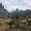 Blooming Yucca