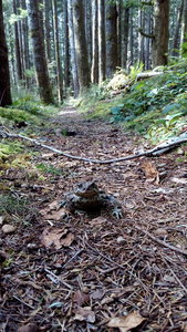 Watch where you step