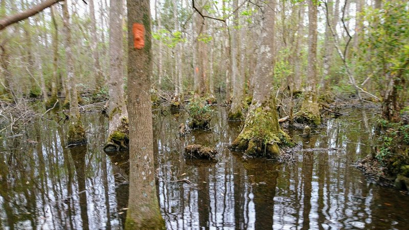 In this remote wilderness you'll be so happy to follow these orange blazes. Without them you'd be lost!