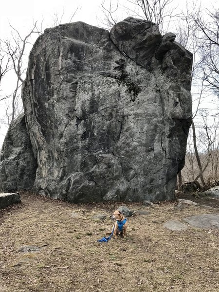 Small dog, very large glacial erratic.