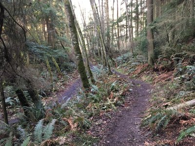 Looking down where two trails converge.