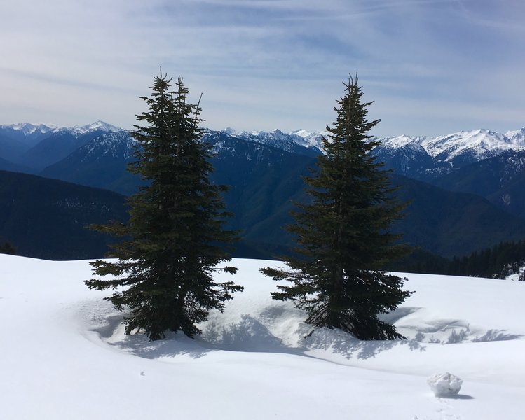 Two lone pines on the slope of Hurricane Ridge.