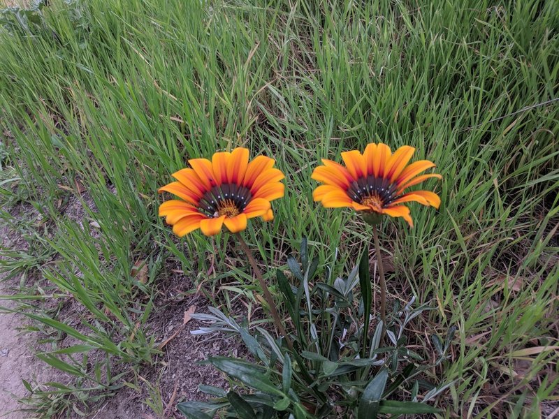 Beautiful wildflower!