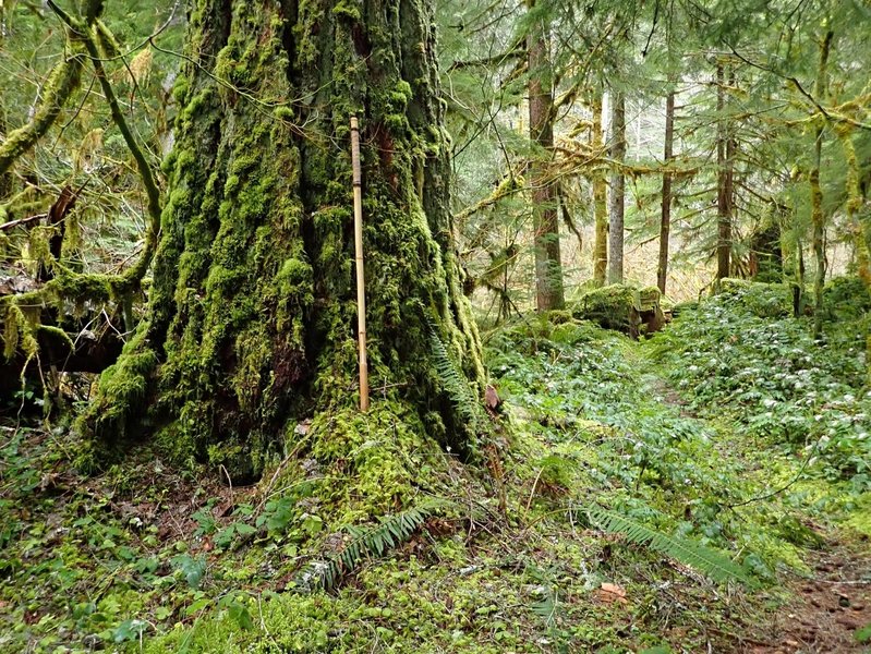 Old-growth Douglas fir (hiking stick is 5 feet long)