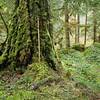 Old-growth Douglas fir (hiking stick is 5 feet long)