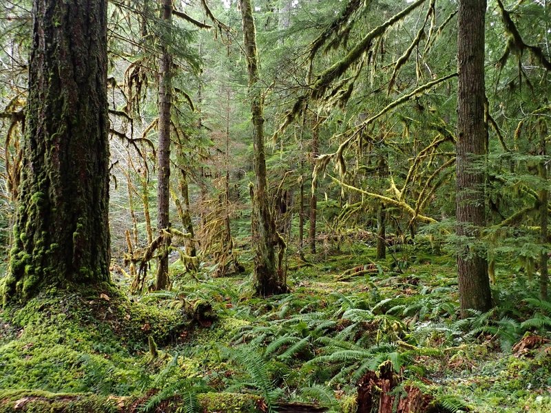 A luxuriously complex riparian old-growth forest