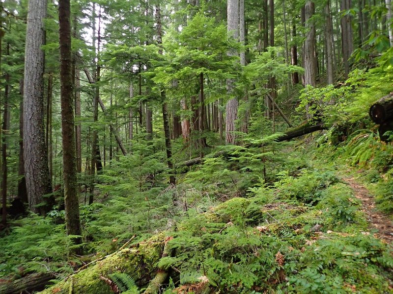 Tall old Douglas fir trees line the trail
