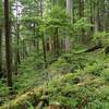 Tall old Douglas fir trees line the trail