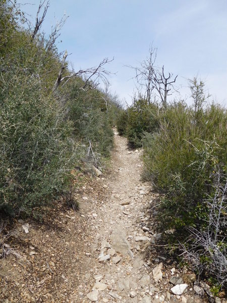 Typical condition of Mt. Lowe East Trail with recovery from Station Fire (2009).