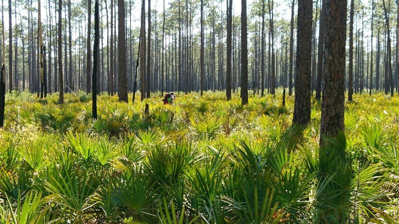 Long Leaf Pines and Palmetos Forest