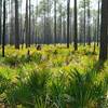 Long Leaf Pines and Palmetos Forest