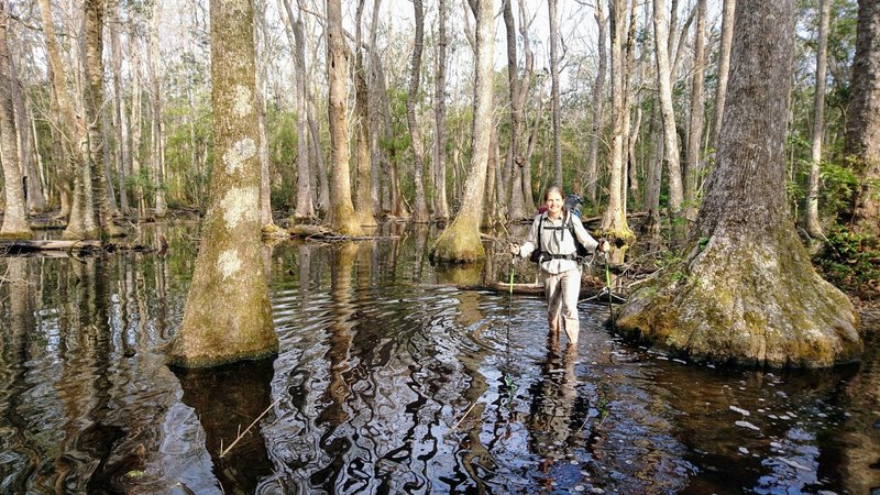 At the heart of the old swamp forest of Bradwell Bay Wilderness