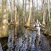 At the heart of the old swamp forest of Bradwell Bay Wilderness