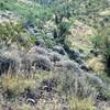 Typical plants along the trail