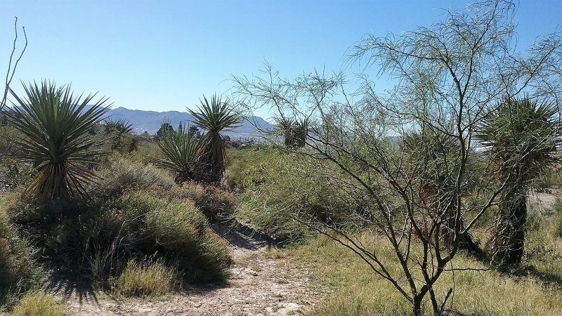 Looking east on the trail