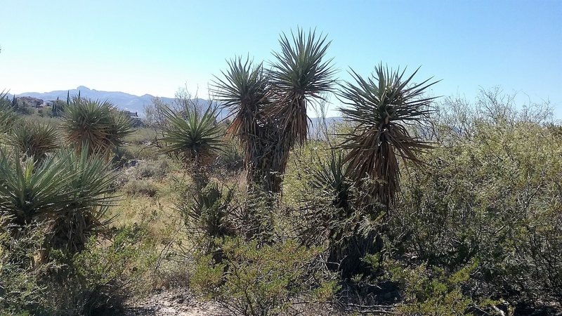 Soap tree yuccas