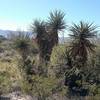 Soap tree yuccas