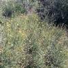 Skeleton flower bush