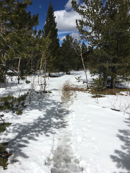 Flat singletrack