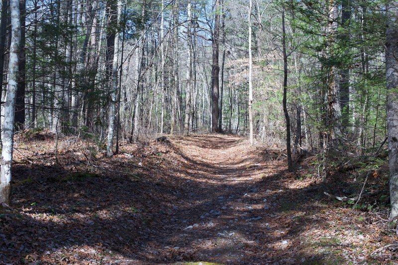 The Gold Mine Trail as it climbs through the woods away from the Cooper Road Trail.