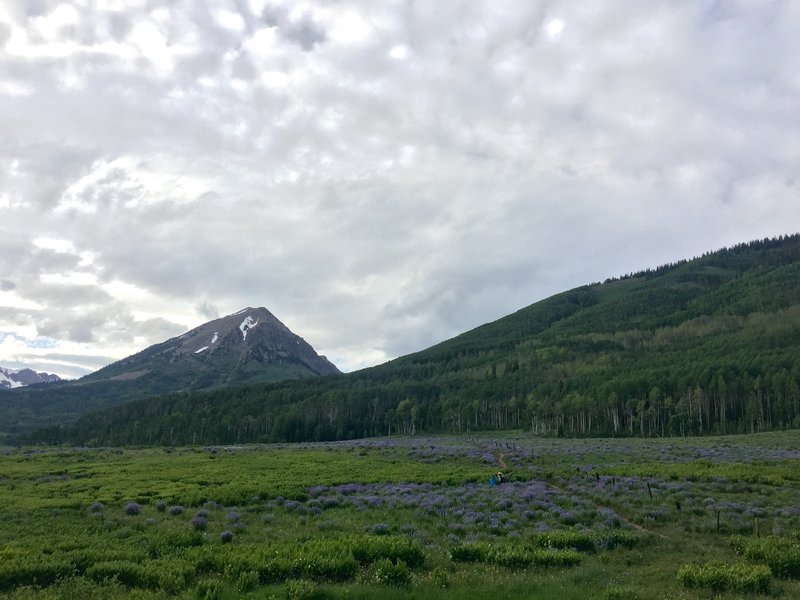 Looking north towards Gothic Mountain across meadows of Lupine and Corn Lilies.