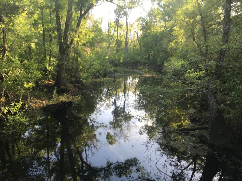 Brooker Creek