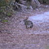rabbit on Wilderness trail