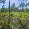 Pine flatwoods with saw palmetto and slash pines