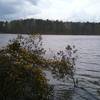 Carolina Jessamine and view of lake