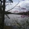 Redbuds and  view of lake