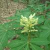 Yellow Buckeye