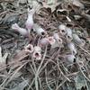 Wild ginger flowers. Little brown jugs