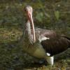 juvenille white ibis