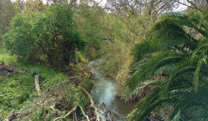 Los Alamitos Creek from the bridge at the start of Almaden Trail.