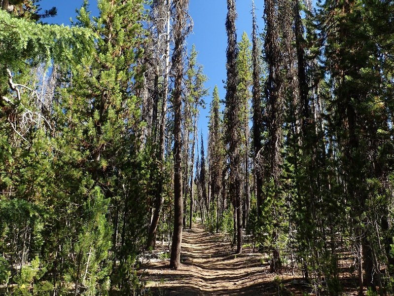 Starting along the Spruce Ridge Trail.