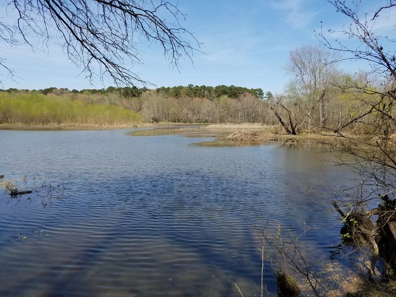 Small island view and possible beaver dam.