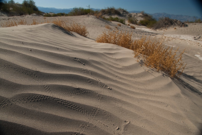 On a still day you'll be able to observe animal tracks all over the sand dunes!