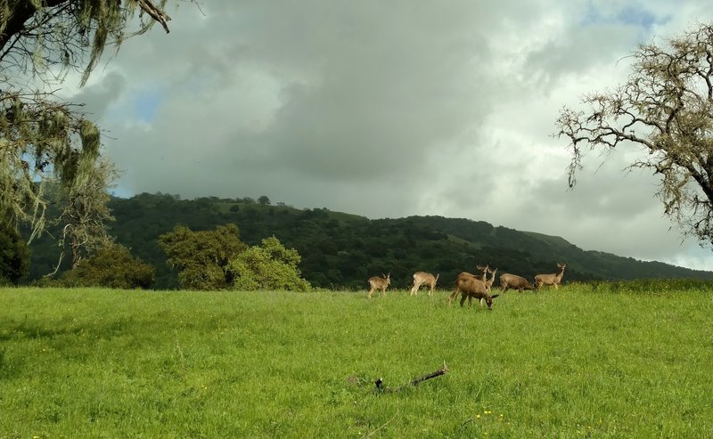 The "Locals"—deer can be found along Harvey Bear Trail.