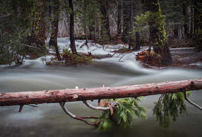 Flooded forest after significant warm rainfall, below the Cascade Viewpoint and above Highway 50