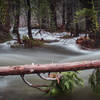 Flooded forest after significant warm rainfall, below the Cascade Viewpoint and above Highway 50