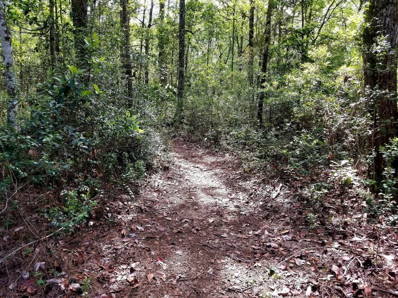 Section of Blue Trail