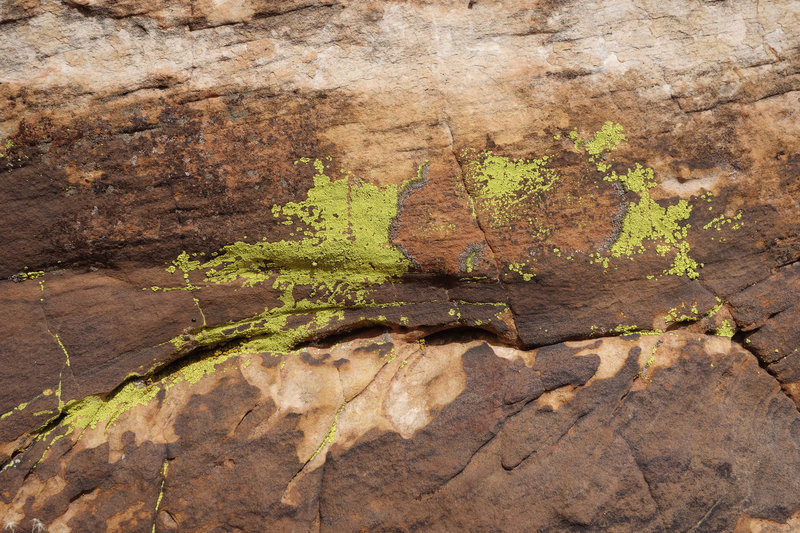 Fluorescent lichen along the White Rocks Loops