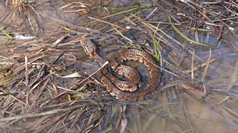 A juvenile Water Moccasin (common in the area). Always leave snakes alone!