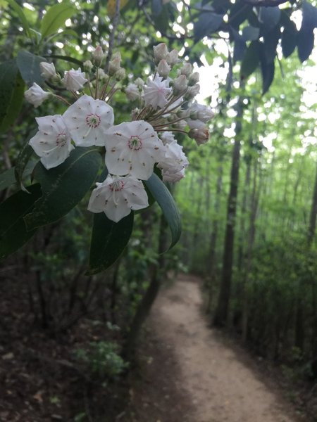 Mountain Laurel  -  Chestnut Ridge Heritage Preserve