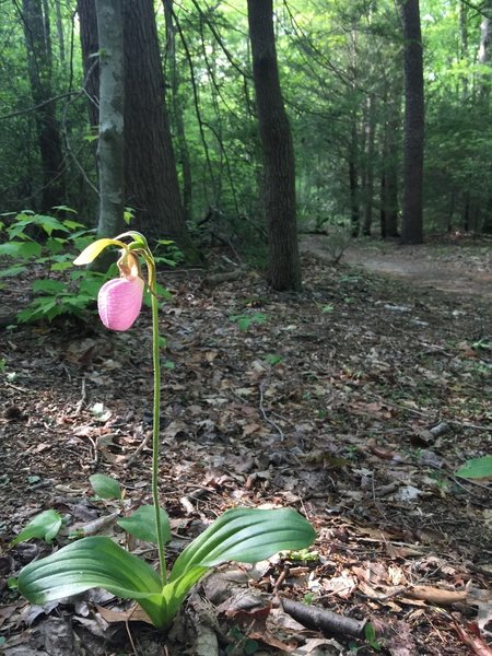 Pink Lady Slipper Orchid  -  Chestnut Ridge Heritage Preserve