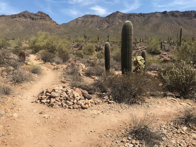 Look for a fork in the trail. This one is more pronounced than many others.