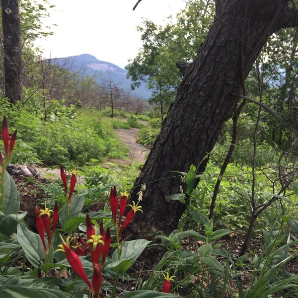 Bald Rock View    [ Pinnacle Mountain Trail / Foothills Trail ]