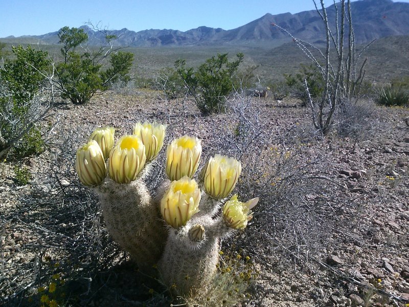 Texas Rainbow cactus in bloom