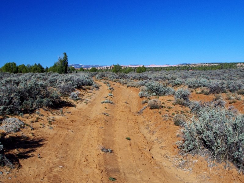 Along the old ranch road across the plateau